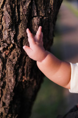 Asian baby's hands touch the pine tree trunk, with a shallow focus, focus on the baby's hand
