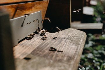 Close up of flying bees. Wooden beehive and bees.