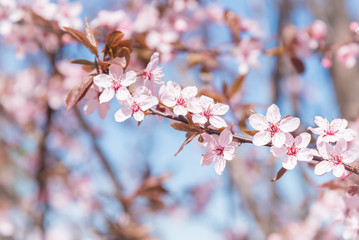 Close-up of tree branch with pastel pink springtime flowers and blue sky background