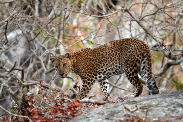 Leopard (Panthera pardus kotiya).
Yala National Park, Sri Lanka. 