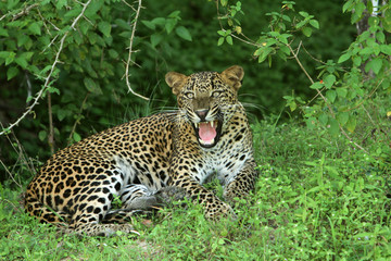 Leopard (Panthera pardus kotiya).
Yala National Park, Sri Lanka. 