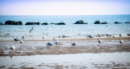 Sandy beach at sunset filled with seagulls