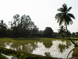 Rice field