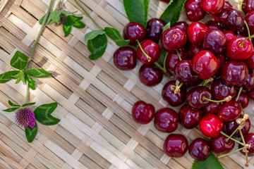 Red cherries on a wooden surface. Juicy cherries and a clover in the orchard in a summer sunny day. Sweet fruits. Top view