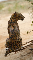Leopard (Panthera pardus kotiya).
Yala National Park, Sri Lanka. 