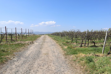 Wirtschaftsweg zwischen den Weinreben bei strahlender Sonne