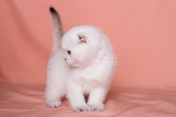 
Scottish fold kitten in a light color plays on a plain background
