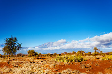 View of savanna and Kilimanjaro mountain from Kenya national park Amboseli, Africa