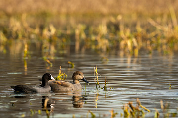 Gadwall or Mareca strepera beautiful grey color focused bird in early morning winter light at wetland of keoladeo national park or bharatpur bird sanctuary, rajasthan, india