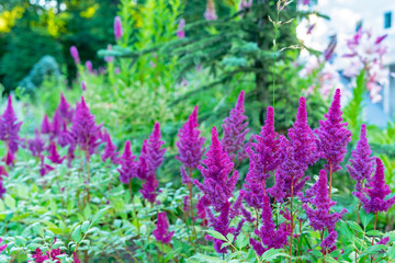 Pink astilbe flowers in a summer garden.