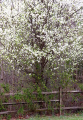 Tree Has White Flowers