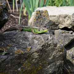 Lizard on a rock