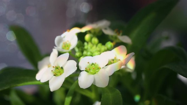 Macro white flower Alyssum (Lobularia maritima).  Rainbow light. Blurry background, copy space. The concept of spring, summer, environment day. 
