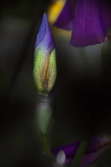 Close up of purple iris bud