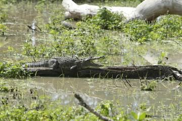 Mugger crocodile (Crocodylus palustris).
Sri Lanka.
