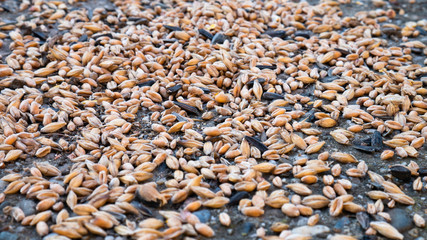 Seed mixture as bird food for garden birds containing. Sunflower and wheat seeds.