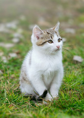 Kitten on grass - 340053568