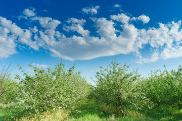 green grass and blue sky