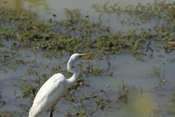 Egret with a catch.
Sri Lanka.
