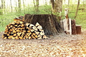 Osprey of chopped firewood