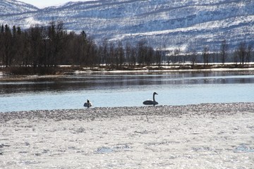  tromso troms&oslash;  water travel tourism sea coast nature port blue landscape sky harbor architecture europe boatship mountain summer bay view city beautifull and mark mediterranean v