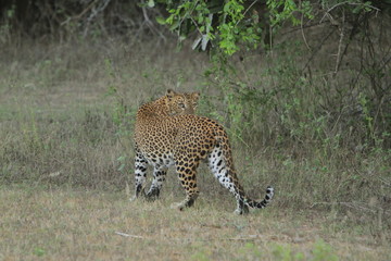 Leopard (Panthera pardus kotiya).
Yala National Park, Sri Lanka. 