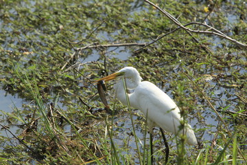 Egret with a catch.
Sri Lanka.