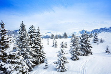 Fototapeta na wymiar Beautiful covered with snow fir forest on mountain plane after strong snowfall