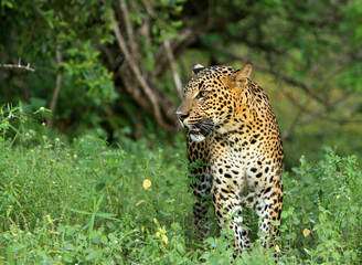 Leopard (Panthera pardus kotiya).
Yala National Park, Sri Lanka. 