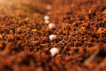 Spring planting of seeds. Seeds in a coconut substrate. Detailed macro photo. The concept of growing vegetables, herbs. Banner 16: 9.