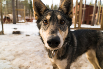 chien © remi