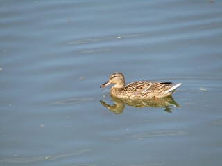 A beautiful wild duck female swims in the river during a beautiful spring day					