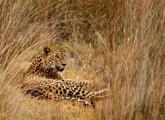 Leopard (Panthera pardus kotiya).
Yala National Park, Sri Lanka. 