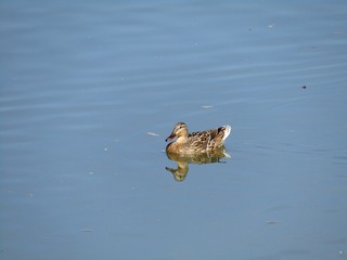 Reflection of a female wild duck while relaxing in the river during a beautiful spring day