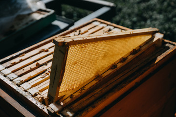 The beekeeper holds a honey cell with bees in his hands. Apiculture. Apiary