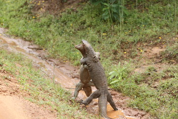 Land monitors fight.
Sri Lanka.