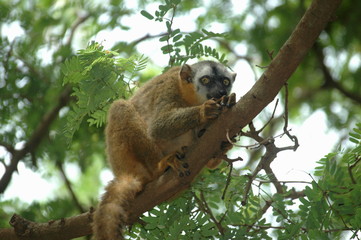 Fototapeta premium Lemuren, Madagaskar