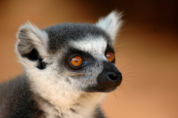 Fototapeta premium Lemuren, Madagaskar
