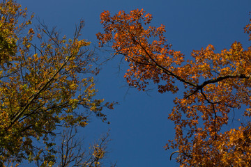 Obraz premium Branches of trees in autumn colors on the sky background.