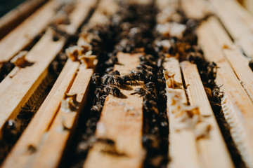 Bees in honeycomb, garden home