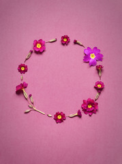 Creative layout with primrose on a bright pink background. Composition of blooming primula Spring concept greeting card. Flat lay.