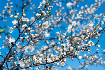 flowering branches in spring against the blue sky