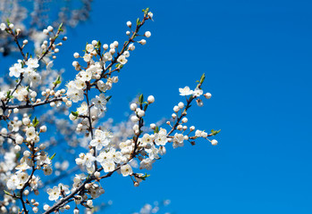 blooming cherry on a background of blue sky