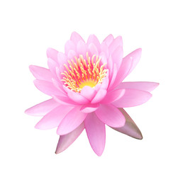 beautiful lotus flower or lily water on white background