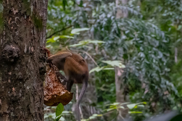Fototapeta premium Hungry macaque monkey eating lunch high in the jungle tree