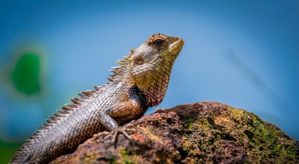 A monster lizard on a rock in the sunny day portrait.Very sharp skin and scary eye