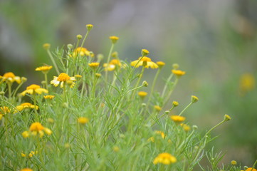 Yellow flowers