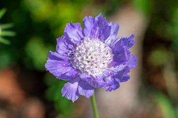 Scabiosa caucasica light blue flowerin plant, beautiful ornamental meadow flowers in bloom