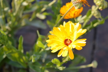 Yellow flower