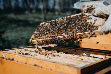 The beekeeper holds a honey cell with bees in his hands. Apiculture. Apiary